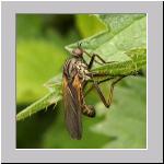 Empis tesseleta - Tanzfliege m03.jpg